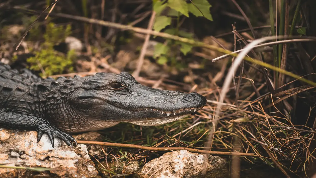A croc lazying around. Photo by Allison Christine
