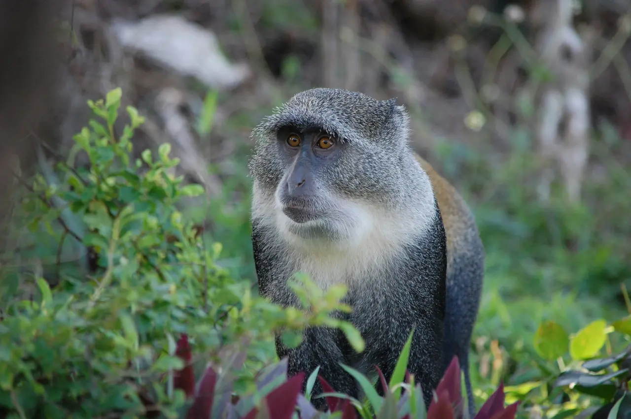 Monkeys roaming free. Photo by Mathias Katz