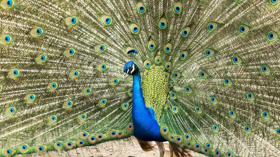 A peacock proudly showcasing its colors.